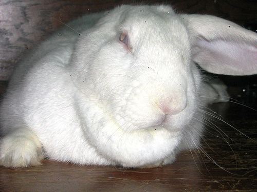 Hvordan å avle kaniner: fakta og informasjon om kaniner. Er din kanin i varmen.