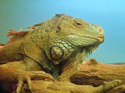 Hvordan ta vare på iguanas: iguana omsorg tips. Vet hvordan å holde dem.