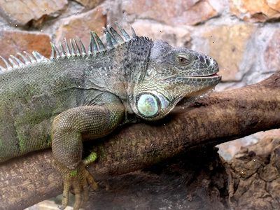 Lær om iguana mat og mer. Kjenner sine medisinske behov.