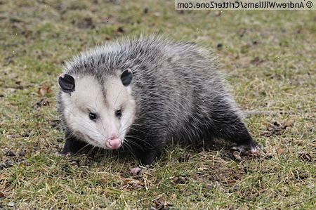 Hvordan kjøpe et kjæledyr opossum. Domesticating en pungrotte.