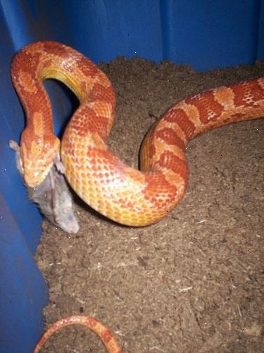 Hvordan ta vare på en korn slange eller ønsker å kjøpe en mais slange. Vite om du er klar til å ta vare på en mais slange.