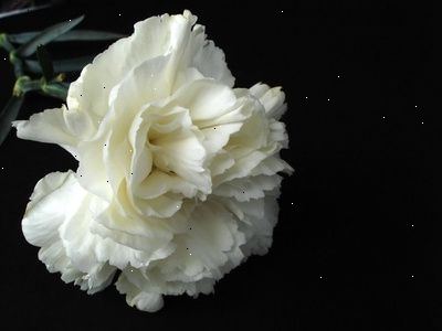 Rund opp filler eller bregne til bunnen av rose hodet. Binde rose stammen og filler eller bregne stammen til hverandre med bruk av floral tape.