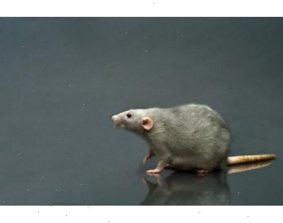 Hvordan ta vare på rotter og mus. Rotter og mus gjør best i en "reptile" buret - som ser mye som et akvarium med en glidende mesh topp.