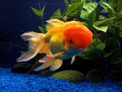 Omsorg for gullfisk - akvariekummer, filtre og mat. Betydningen av en hette.