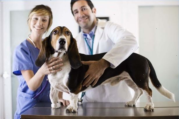 Hvordan finne kjæledyret forsikring leverandør perfekt for ditt kjæledyr. Begynn med din veterinær.