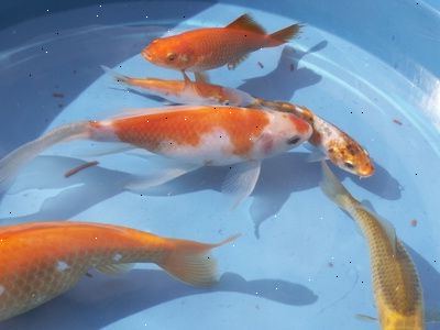 Det tar bare de enkleste bakterier til å lage din gullfisk syk. Først må du vite hvilken mat er best egnet for gullfisk din.