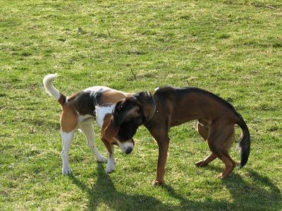 Hvordan å behandle lyme sykdom hos hunder. Forstå hva som forårsaker lyme sykdom hos hunder.