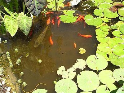 Hvordan du kan beskytte dammen fisk fra rovdyr. Observer hva som skjer i dammen.