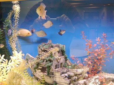 Hvordan velge riktig fisk for en liten tank. Vannmengden det vil ta å fylle et akvarium er en viktig faktor i tillegg.