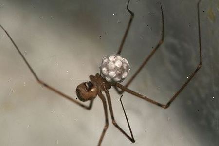 Bruk edderkopp kontroll produkter. Å være redd for edderkopper er svært vanlig.