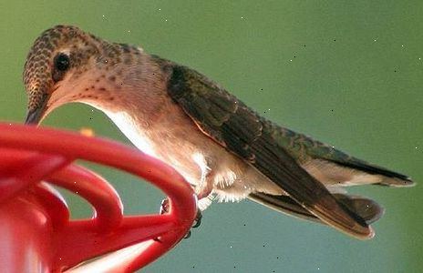 Hvordan du rengjør en kolibri mater. Skrubb fugl mater reservoaret.