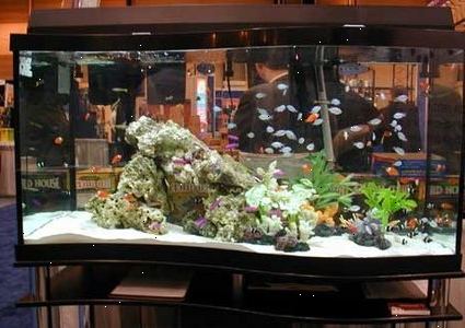 Hvordan å opprettholde en saltvannsfisk tank. Kjøpe riktig akvarium.