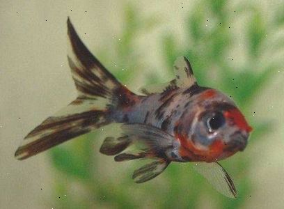 Leter etter gullfisk: pet omsorg for frisk fisk. Begynn med en sunn fisk.