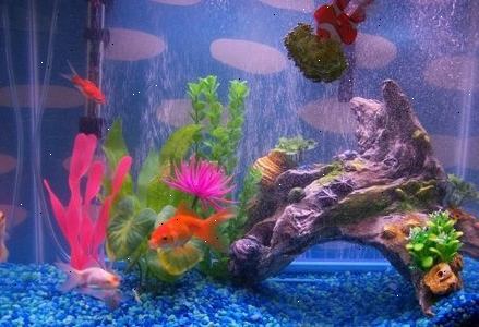 Lær om akvariet filtrering og hvordan du velger den beste pumpen for fisk. Gjøre sunne strømninger.