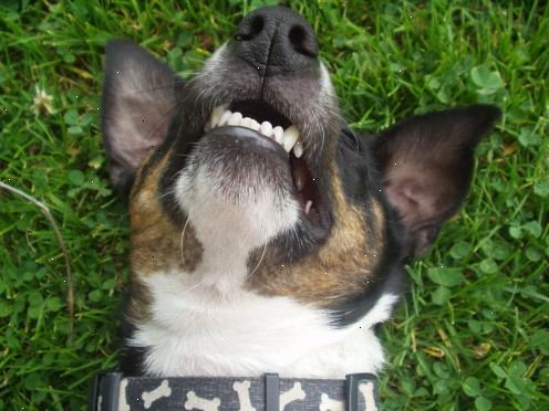 Hvordan å skalere en hunds tenner. Akkurat som mennesker.