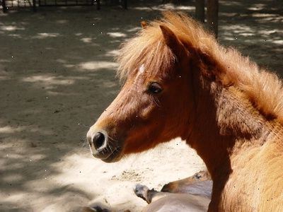 Hvordan å identifisere Cushings sykdom hos en hest eller ponni. Observere etter tegn på abnormitet i hesten din.