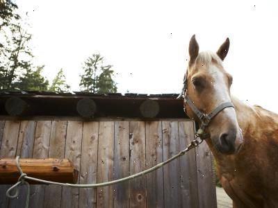 Hvordan å binde opp en hest før grooming. Velg et innlegg eller tre for å holde hesten din.