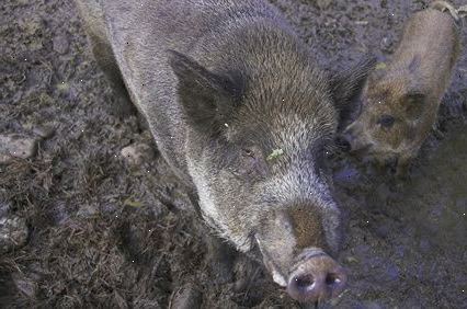 Hvordan fange feral griser. Observere deres atferd.
