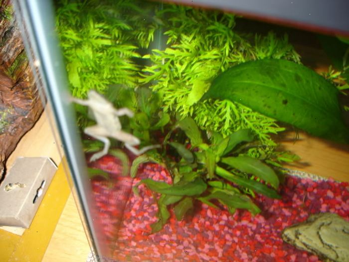 Hvordan ta vare på en pacman frosk. Sett opp et akvarium som ville være Pacman frosk hjem.
