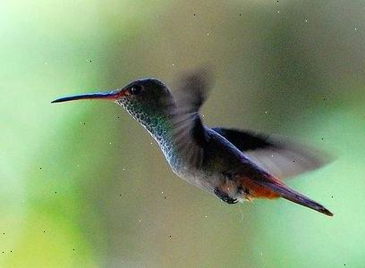 Hvordan invitere kolibrier til hagen din. Insekter og nektar er vesentlige deler av en kolibri kosthold.