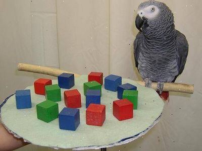 Hvordan å behandle en syk papegøye. Tilstrekkelig ernæring.