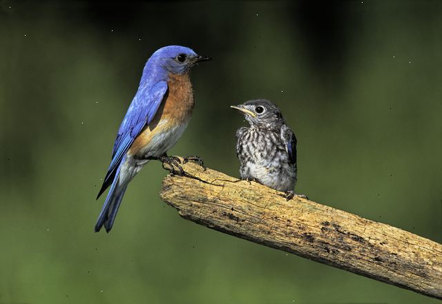 Fugler er flott å beundre - men bare på avstand. Swallow-bevis interiøret i hjemmet ditt.