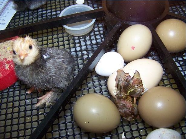 Hvordan vite når et egg er klekking. Hvordan å fortelle om et egg er fruktbar?