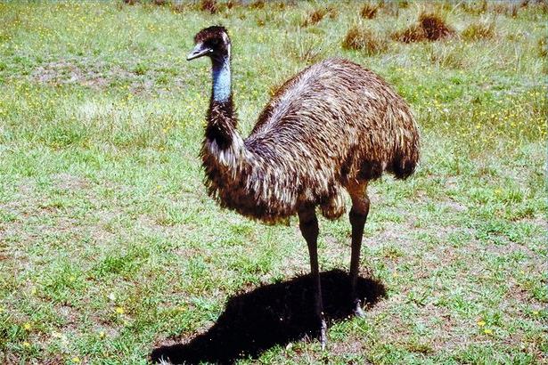 Hvordan ta vare på voksen emu. Hold alltid penner ren.