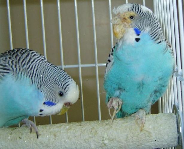 Hvordan å oppdage sykdom hos fugler i bur. Hvordan ta vare på kjæledyret fugl.