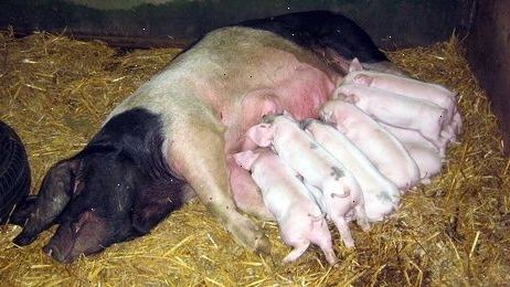 Sykepleier baby griser.