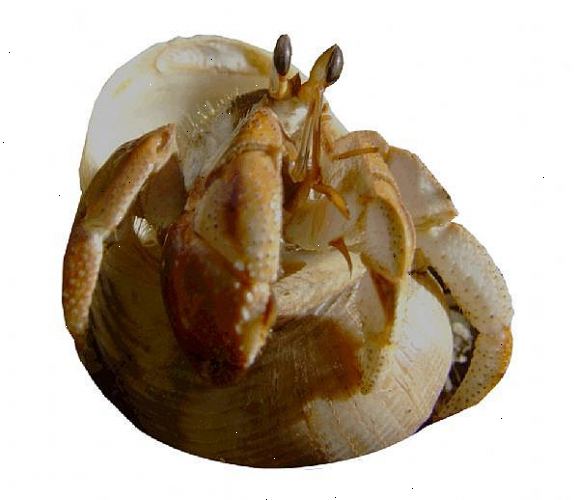 Lag en eremitt krabbe habitat: forsyninger, skjell, akvarium og mat. Du trenger et akvarium eller terrarium at eremittkreps kan leve i.
