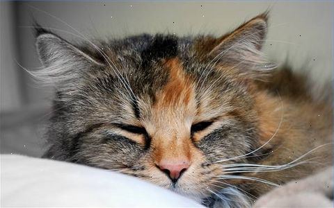 Tamme katter er dyr som har sensitiv og hygienisk kvaliteter. Installere en kull-boksen i hver etasje eller nivå av huset ditt.