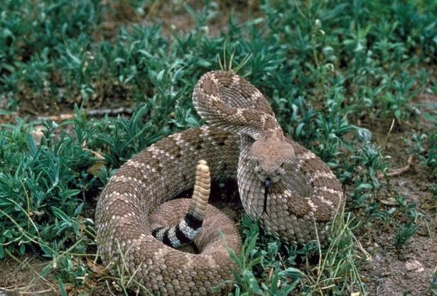 Hvordan å gjenkjenne en nordamerikansk giftig slange. Sikkerhet.
