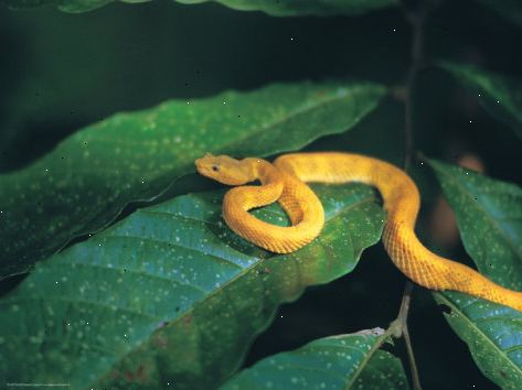 Hvordan å identifisere en python. Pytonslanger er nå vises på flere steder over hele verden.