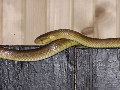 Hvordan å identifisere hage slanger. Når du ser en slange.