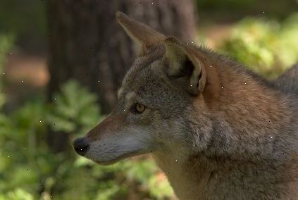 Hvordan å identifisere en coyote. Også kjent som den europeiske sjakal eller prærieulv.