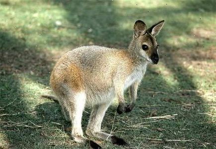 Hvordan å identifisere en wallaby. En opprinnelig fra australia.