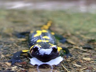 Hvordan å fortelle forskjellen mellom en salamander og en øgle. Bestem hvor den ligger.