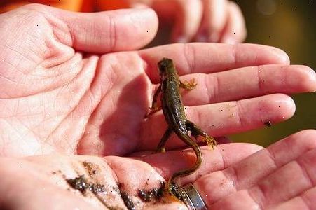 Hvordan ta vare på en salamander. Få instruksjoner fra dyrebutikk.