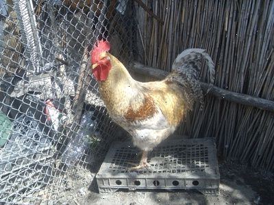 Hvordan å stoppe kyllinger fra å spise egg. Trinn 1.