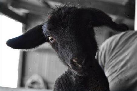 Hvordan ta vare på en baby lam. Prøv å samle råmelk fra ewes (mor sau) brystene til å bruke i fôring en nyfødt lam.