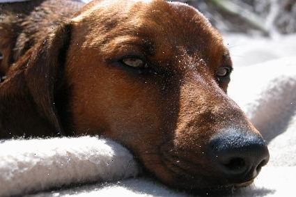 Hvordan vet fordelene av naturlige hund medisiner. Hvis hunden din lider av canine artrose.