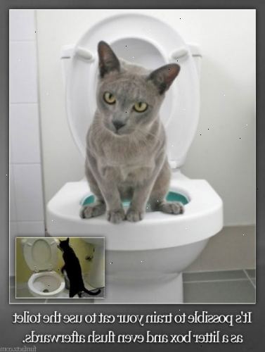 Hvordan du søppel boksen trene katten din: cat toalett trening
