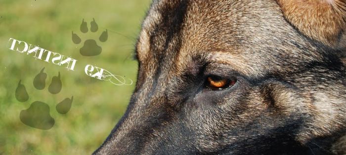 Omsorg for en tysk Shepherd: trening og stell. Tyskeren Shepherds kan gjøre gode innendørs hunder.