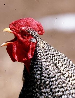 Slik holder du en hane stille. Chicken holde hemmeligheter.