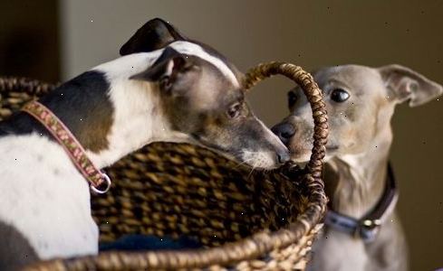 Hvordan ta vare på en greyhound. Forberede ditt hjem for greyhound ankomst.
