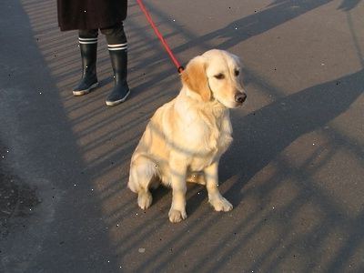 Hvordan lage en hjemmelaget hund snute. Eier du en hund som har nærkontakt med tilfeldige mennesker.